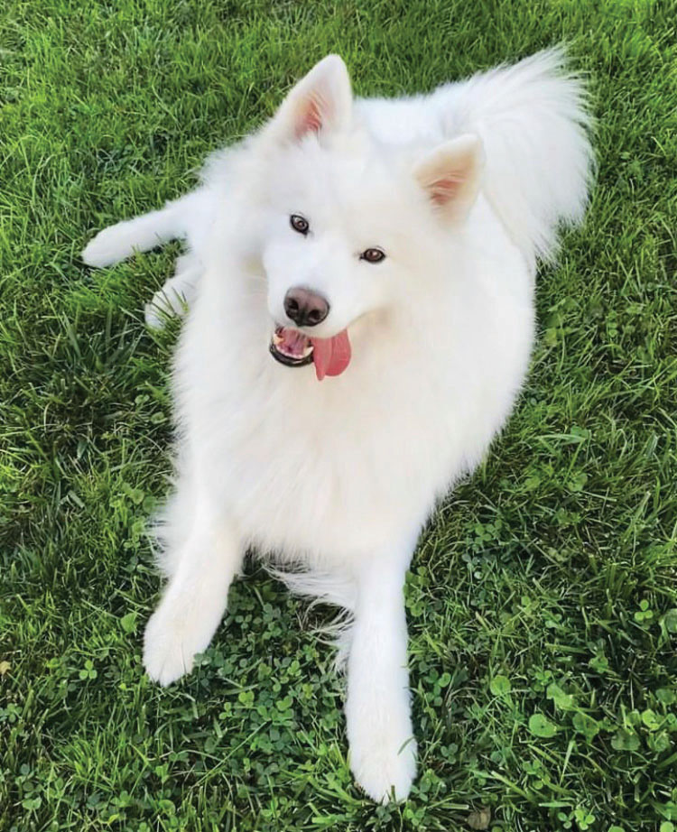 Bear sale faced samoyed