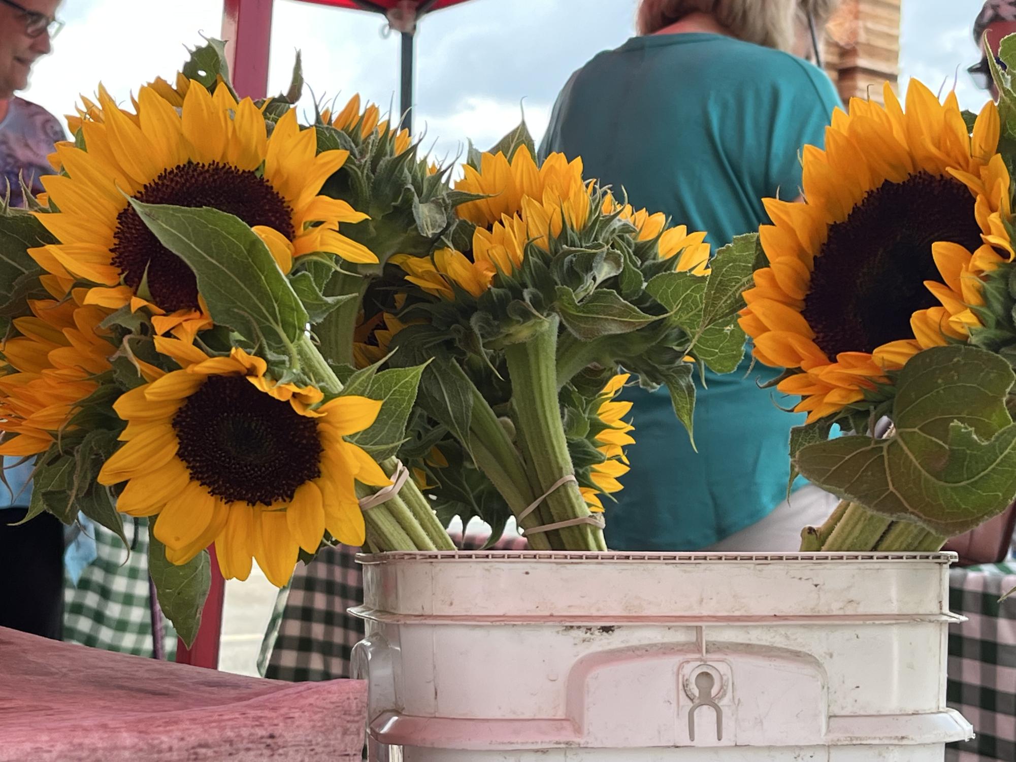 Annual Lake Zurich Farmers Market is back – Bear Facts 